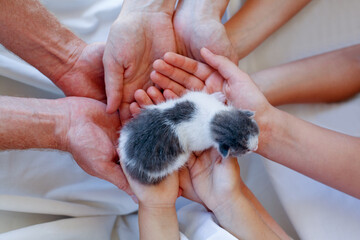 Little kitten is being held in the hands, top view