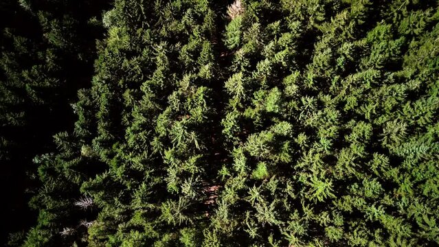 lungs of the planet, pine forest, many trees, tall pines, deforestation, green pines from above