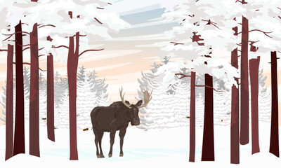 An elk walks through a winter forest with tall pines and snowdrifts. Wild animals in winter. Realistic vector landscape