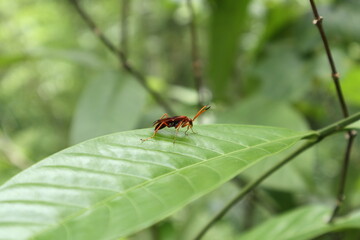 A red color wasp known as the Rusty spider wasp is perched on a surface of a leaf