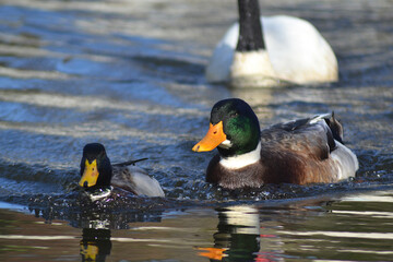 wild ducks in a lagoon in southern Chile