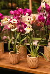 Beautiful decorative orchid close-up.Botanical Garden