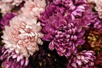 Pink and purple flowers. Bouquet