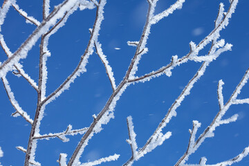 厳冬期の高原に輝く樹氷3