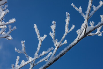 厳冬期の高原に輝く樹氷1