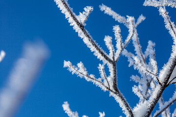厳冬期の高原に輝く樹氷9