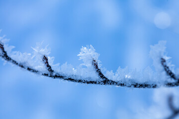 厳冬期の高原に輝く樹氷8