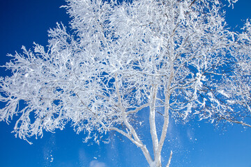 厳冬期の高原に輝く樹氷4