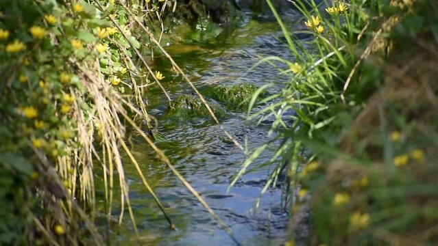 Stream flowing vigorously with the edges filled with grasses and yellow flowers at springtime