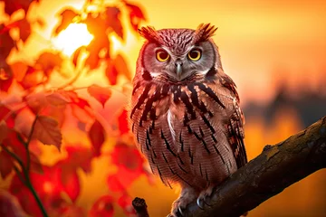 Zelfklevend Fotobehang close up of am owl in autumn park © reddish