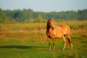 Standing red horse on a meadow with green grass outdoors early in the morning.