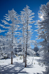 高原に輝く樹氷の森と青空3