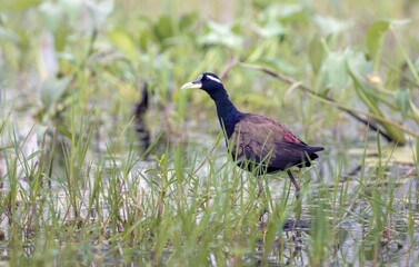 Bronze-winged jacana(Metopidius indicus).Bronze-winged jacana  are a small domestic hen sized bird with very long feet and long claw.