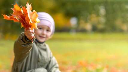 little girl collecting colorful autumn leaves in park. child and maple leaf fall. kid with foliage in forest. copy space, place for text. banner