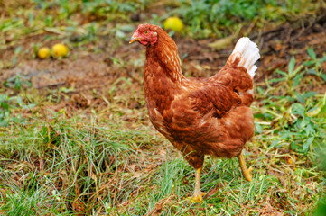 Chicken on a fruit garden
