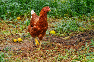 Chicken on a fruit garden