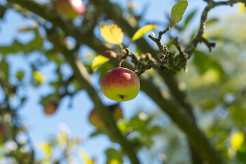 apple on tree,close-up of apple fruits, Apple tree in the autumn garden. Harvest time. Bio food.
