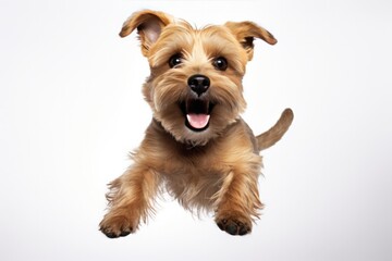 Jumping Moment, Norfolk Terrier Dog On White Background Jumping Moment, Norfolk Terrier, White Background, Breed Traits, Grooming Needs, Health Issues, Temperament