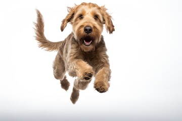Jumping Moment, Otterhound Dog On White Background Jumping Moment, Otterhound, White Background, Dog Breeds, Photography, Dog Anatomy, Training Tips, Dog Health