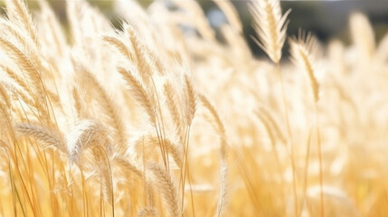 Obraz premium A dry grass and summer season, soft golden bokeh background