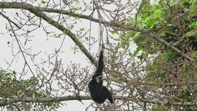 Hanging as it goes down the branch reaching for some fruits, White-handed Gibbon Hylobates lar , Thailand