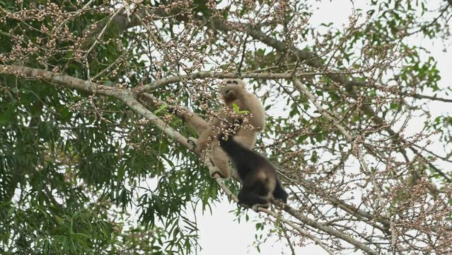 A male and female feeding together and the other moves to the right, White-handed Gibbon Hylobates lar , Thailand