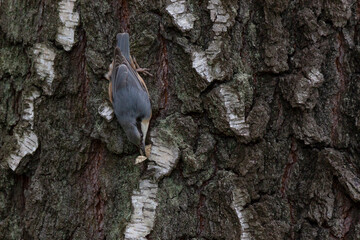 nuthatch catching some insect on birch tree