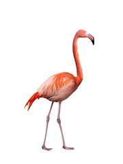 singing flamingo isolated on white background