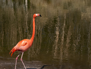red  flamingo on a background of water