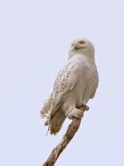 snowy owl isolated on white background