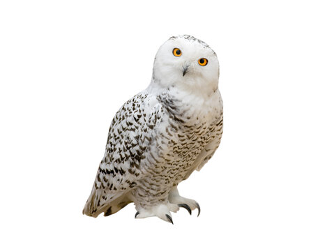 snowy owl (Nyctea scandiaca) isolated on a white