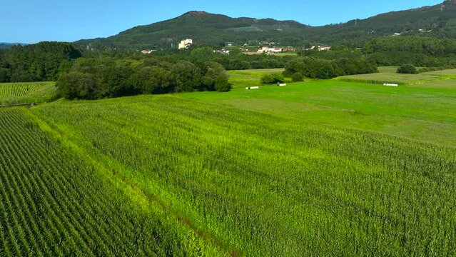 Panoramic Aerial View Of Greenery Fields Of Growing Maize Near Padron In Rois, A Coru&ntilde;a, Spain.