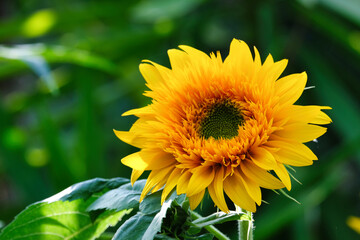 Sonnenblume