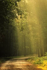 Foto op Canvas Morning in the forest with fog and sun rays © Maciej