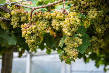 Among stones, flowers and vineyards of Albariño in Galicia, Spain