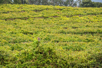 Among stones, flowers and vineyards of Albariño in Galicia, Spain