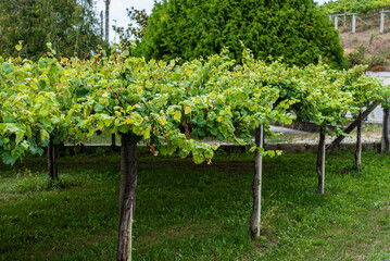 Fototapeta na wymiar Among stones, flowers and vineyards of Albariño in Galicia, Spain