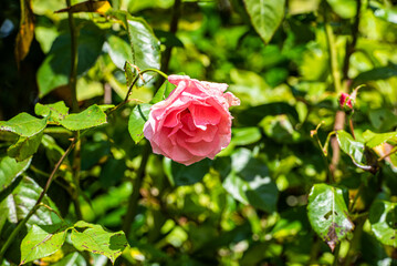 Among stones, flowers and vineyards of Albariño in Galicia, Spain