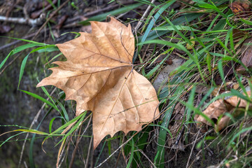Single dead brown leaf fallen on the ground over the green grass, typical of the beginning of...