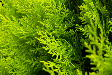 Thuja branch under the sun