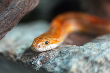 Close-up portrait of a beautiful corn snake on a stone