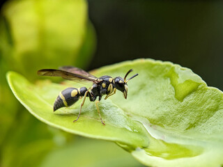 Wasp on Green Leaf Macro Photography