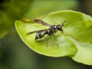 Wasp on Green Leaf Macro Photography
