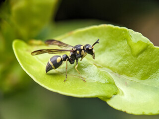 Wasp on Green Leaf Macro Photography