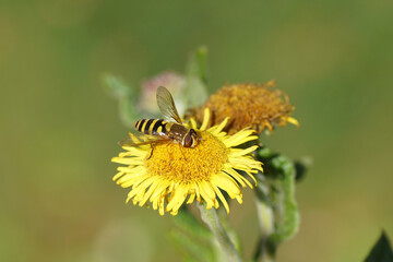 Female Common banded hoverfly (Syrphus ribesii) on yellow flower of common fleabane, meadow false fleabane (Pulicaria dysenterica). Late summer, Netherlands, September.