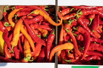 Green, yellow and red sweet peppers on the ground, a basket of bell peppers. Harvesting vegetable...
