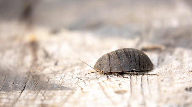 Turtle Cockroach Vanwaerebeki Images – Browse 61 Stock Photos, Vectors, and Video ...