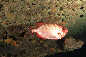 Obraz na płótnie Canvas A small fish in shades of red and silver it sails close to the sea ledge, where it lives, inside a small cave, in its marine environment on the reef.