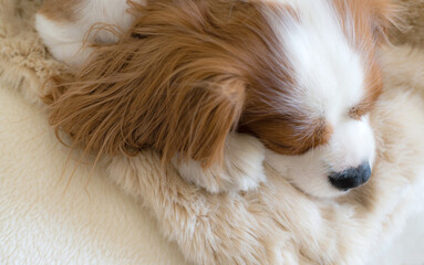 Śpiący Cavalier king charles spaniel pies, ujęcie z góry - obrazy, fototapety, plakaty