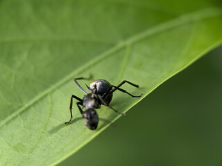 Black Garden Ant on Green Leaf Macro Photography